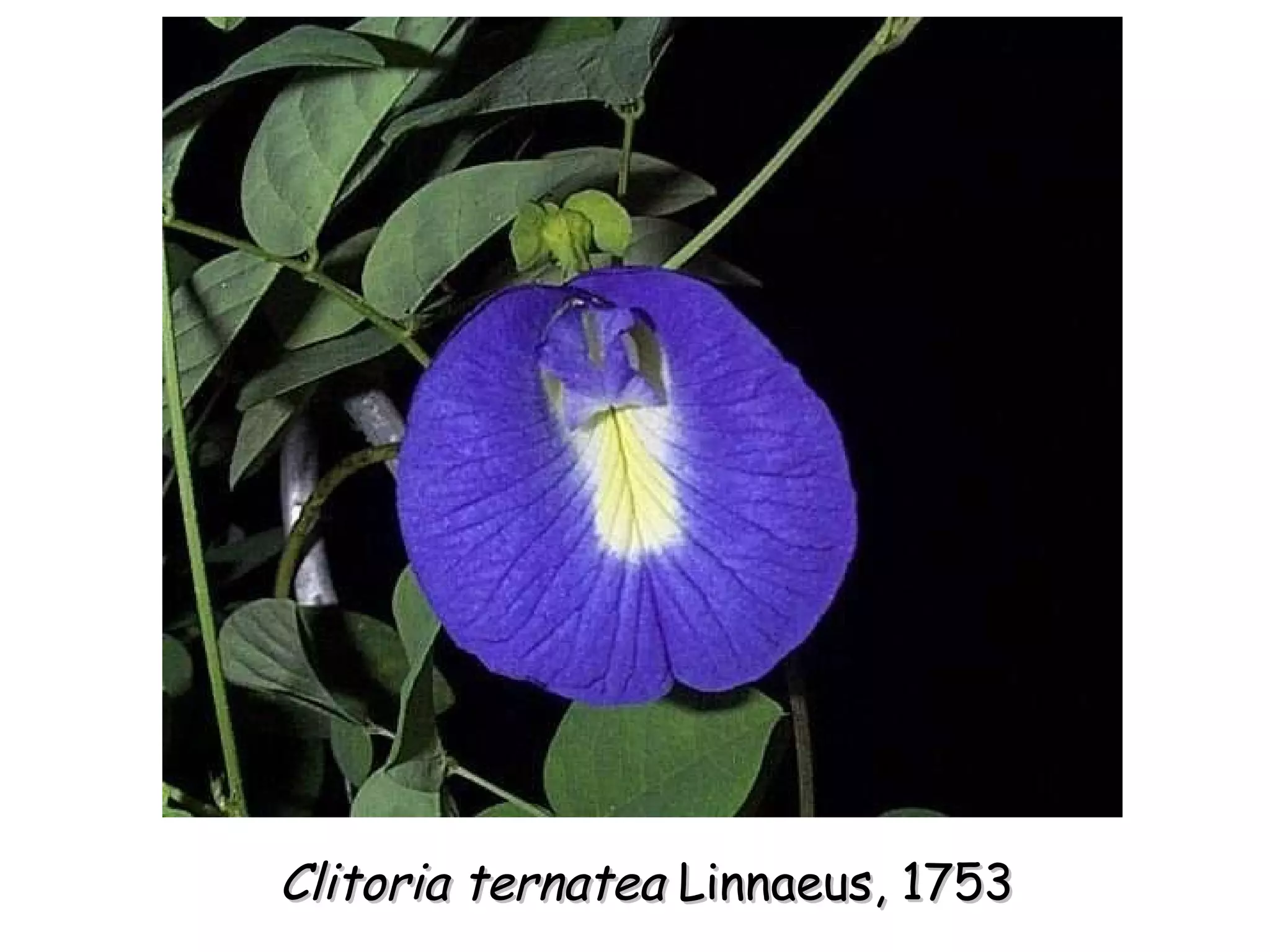 Clitoria ternatea  Linnaeus, 1753 