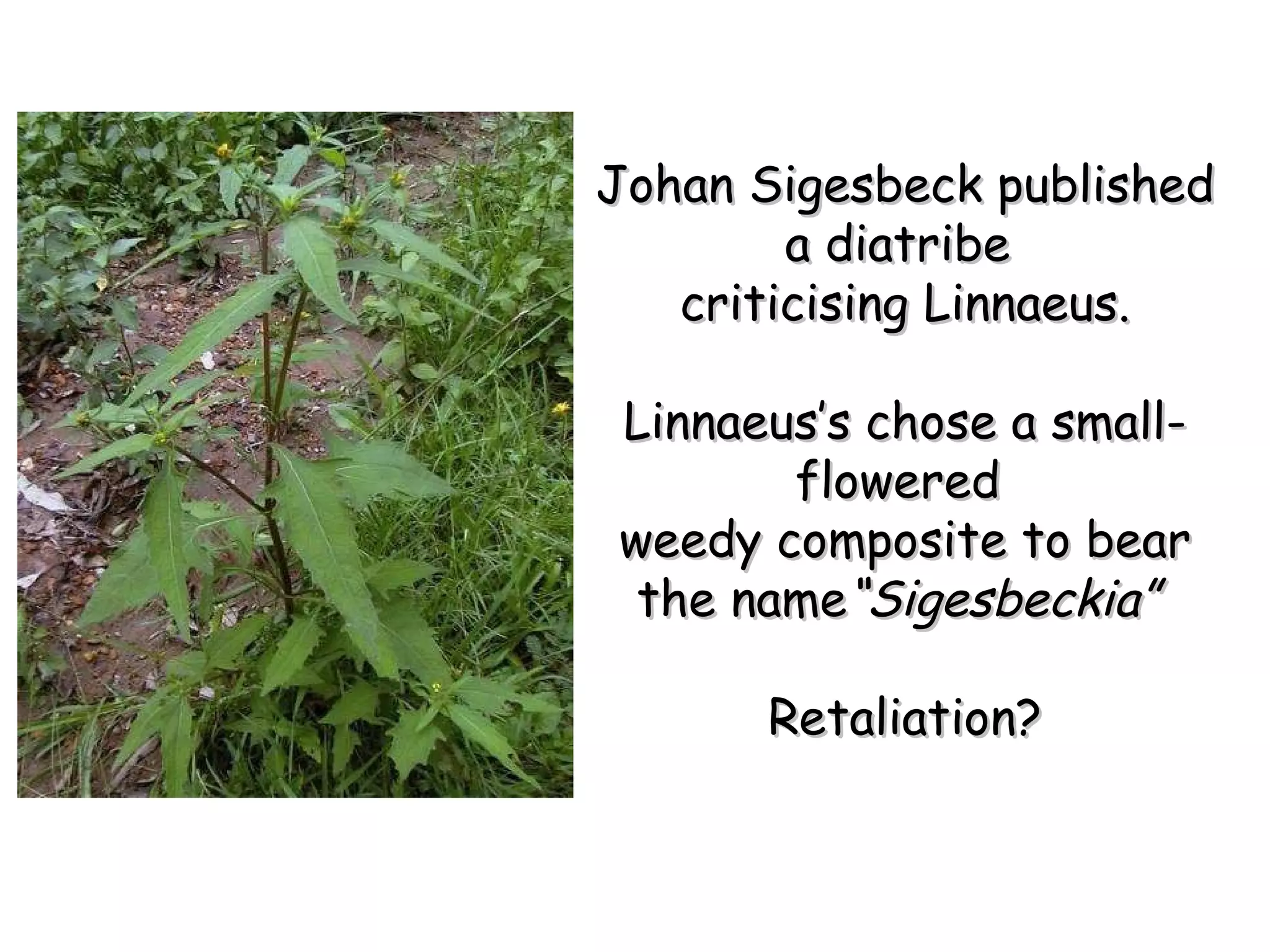 Johan Sigesbeck published a diatribe  criticising Linnaeus. Linnaeus’s chose a small-flowered  weedy composite to bear the name “Sigesbeckia”   Retaliation? 