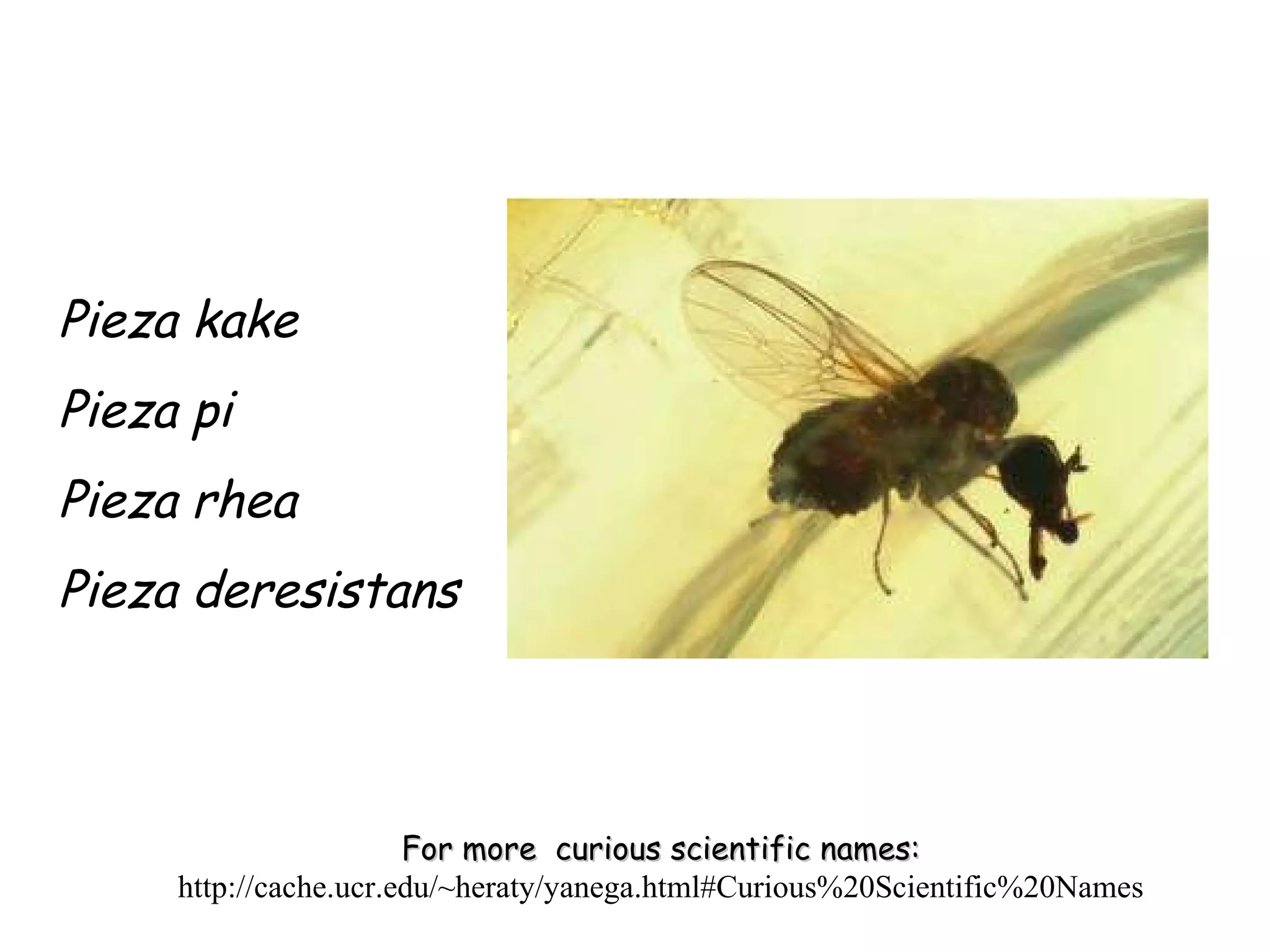 Pieza kake Pieza pi Pieza rhea Pieza deresistans For more  curious scientific names:  http://cache.ucr.edu/~heraty/yanega.html#Curious%20Scientific%20Names 