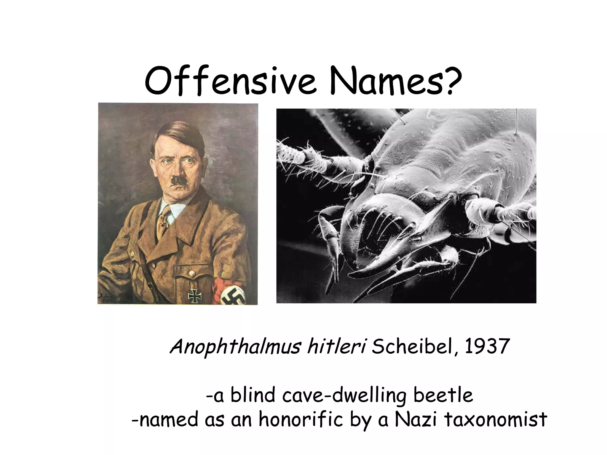 Offensive Names? Anophthalmus hitleri  Scheibel, 1937 a blind cave-dwelling beetle named as an honorific by a Nazi taxonomist 