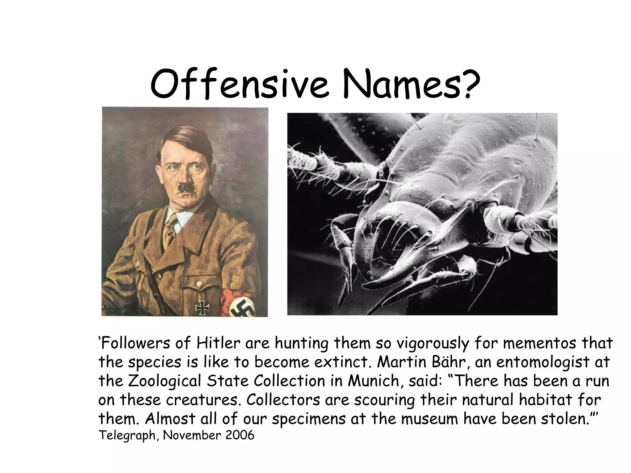 Offensive Names? ‘ Followers of Hitler are hunting them so vigorously for mementos that the species is like to become extinct. Martin Bähr, an entomologist at the Zoological State Collection in Munich, said: “There has been a run on these creatures. Collectors are scouring their natural habitat for them. Almost all of our specimens at the museum have been stolen.”’ Telegraph, November 2006 