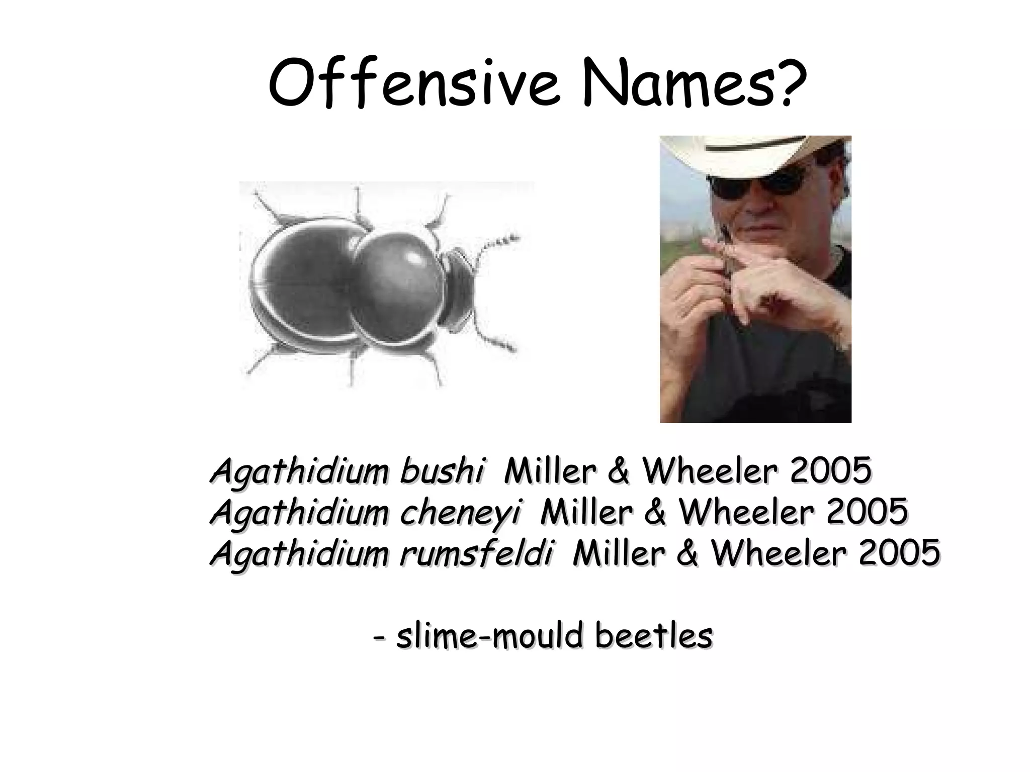 Offensive Names? Agathidium bushi  Miller & Wheeler 2005 Agathidium cheneyi  Miller & Wheeler 2005 Agathidium rumsfeldi  Miller & Wheeler 2005 - slime-mould beetles 