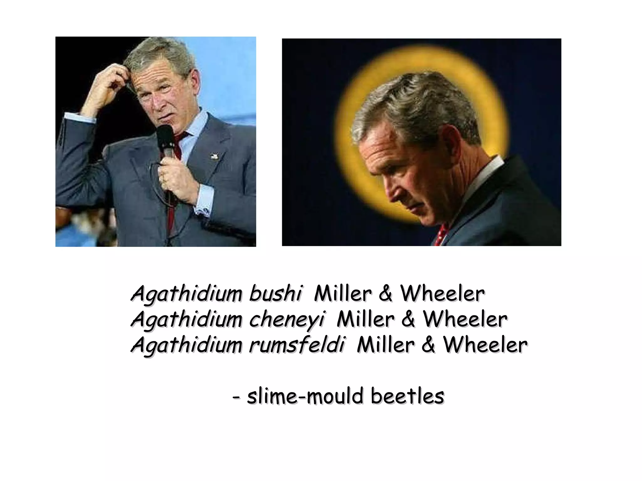 Agathidium bushi  Miller & Wheeler Agathidium cheneyi  Miller & Wheeler Agathidium rumsfeldi  Miller & Wheeler - slime-mould beetles 