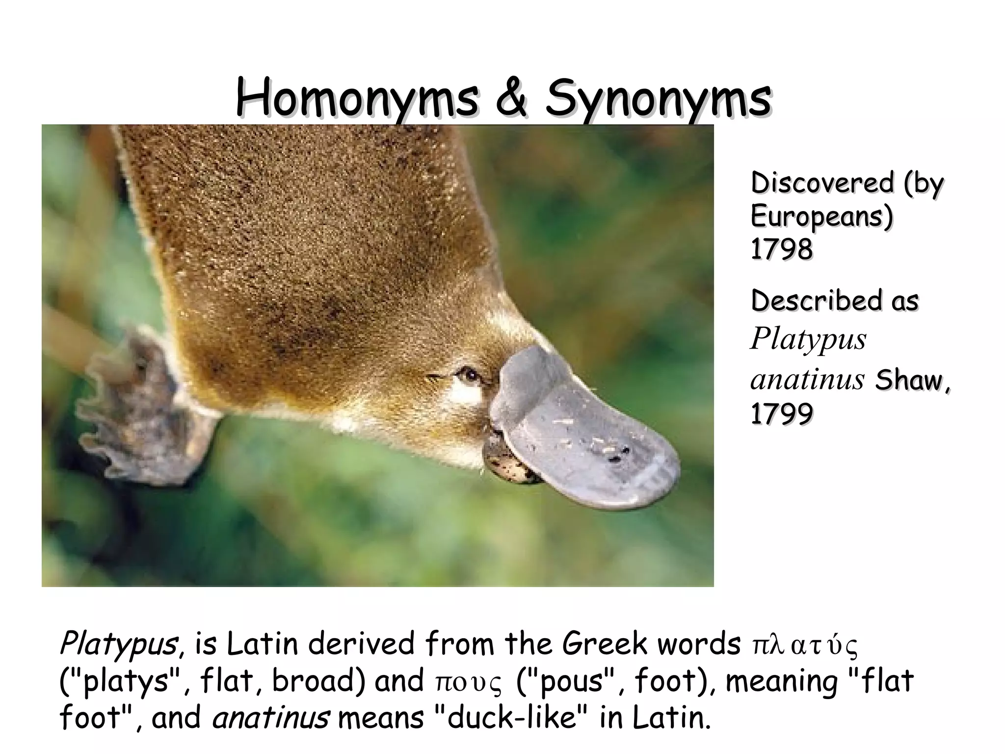 Homonyms & Synonyms Discovered (by Europeans) 1798 Described as  Platypus   anatinus   Shaw, 1799  Platypus , is Latin derived from the Greek words  π λατύς  ("platys", flat, broad) and  π ους  ("pous", foot), meaning "flat foot", and  anatinus  means "duck-like" in Latin. 