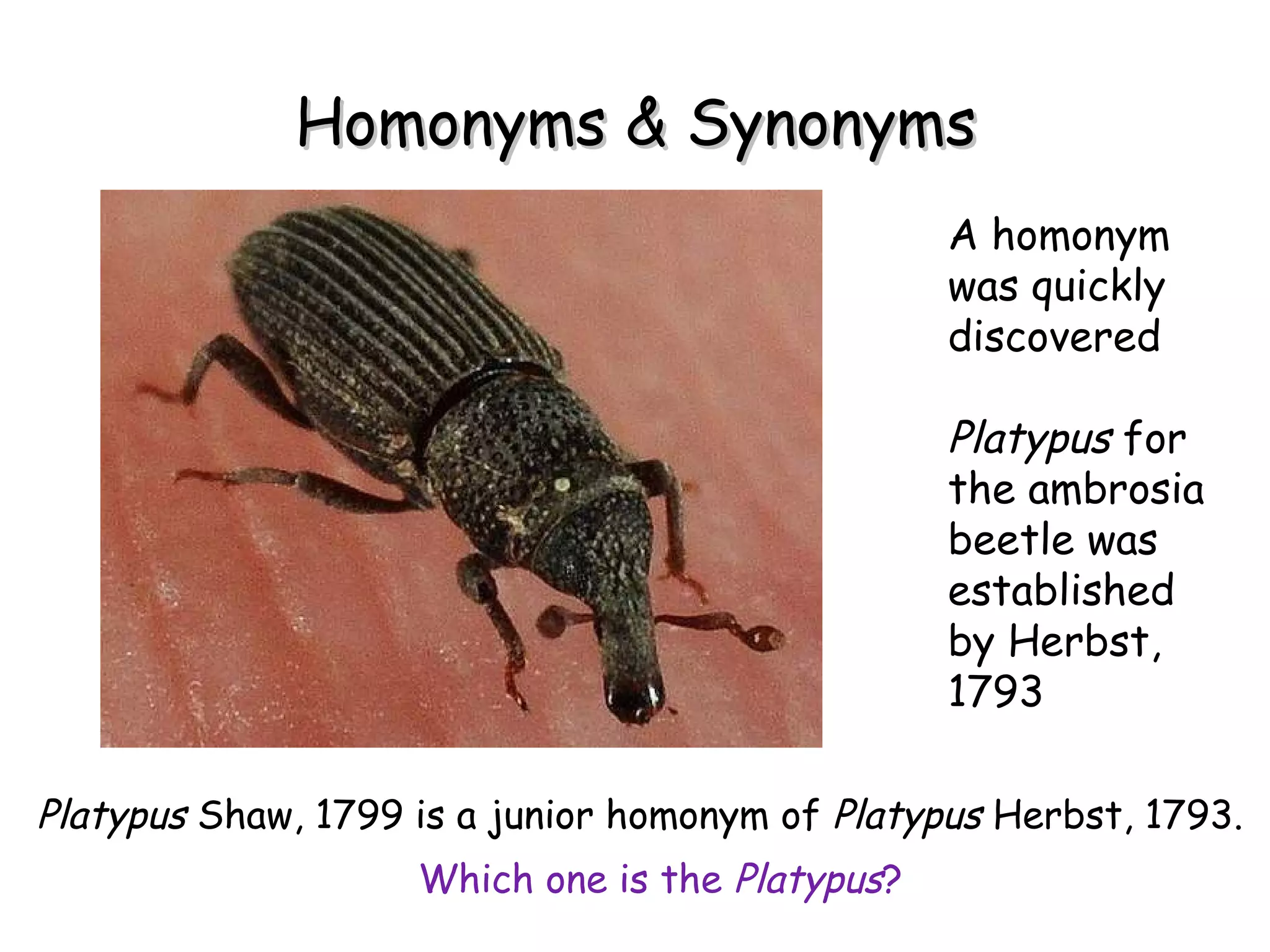 Homonyms & Synonyms A homonym was quickly discovered Platypus  for the ambrosia beetle was established by Herbst, 1793 Platypus  Shaw, 1799 is a junior homonym of  Platypus  Herbst, 1793. Which one is the  Platypus ? 