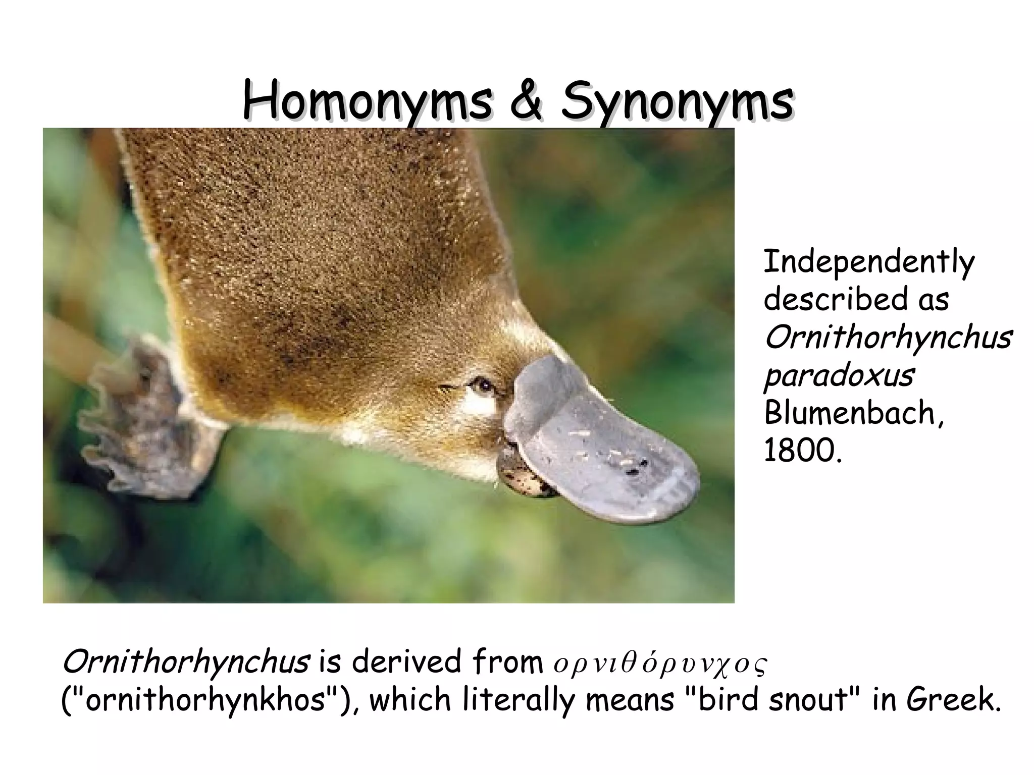Homonyms & Synonyms Independently described as  Ornithorhynchus paradoxus  Blumenbach, 1800.  Ornithorhynchus  is derived from  ορνιθόρυνχος  ("ornithorhynkhos"), which literally means "bird snout" in Greek. 