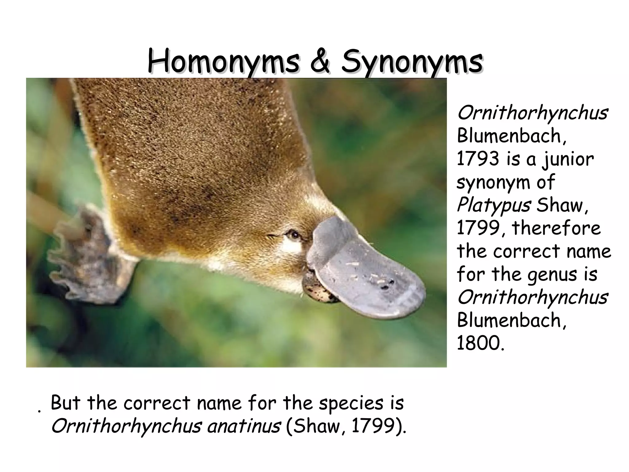 Homonyms & Synonyms Ornithorhynchus  Blumenbach, 1793 is a junior synonym of  Platypus  Shaw, 1799, therefore the correct name for the genus is  Ornithorhynchus  Blumenbach, 1800. . But the correct name for the species is  Ornithorhynchus anatinus  (Shaw, 1799). 