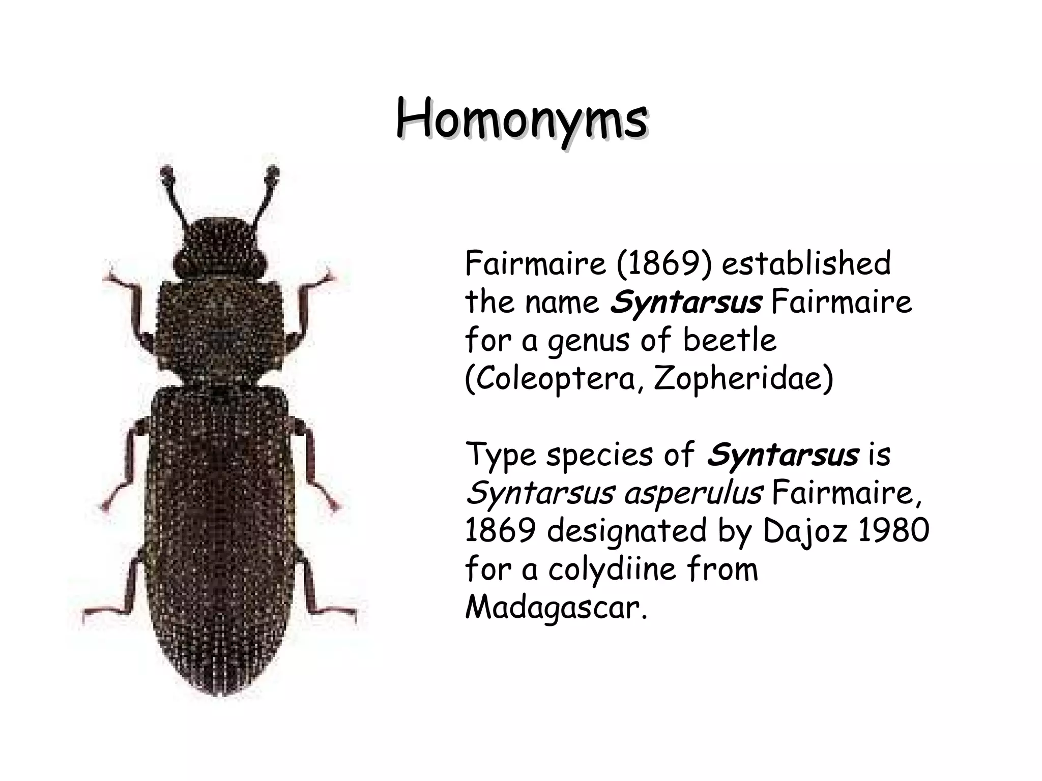Homonyms Fairmaire (1869) established the name  Syntarsus  Fairmaire for a genus of beetle (Coleoptera, Zopheridae) Type species of  Syntarsus  is  Syntarsus asperulus  Fairmaire, 1869 designated by Dajoz 1980 for a colydiine from Madagascar.  