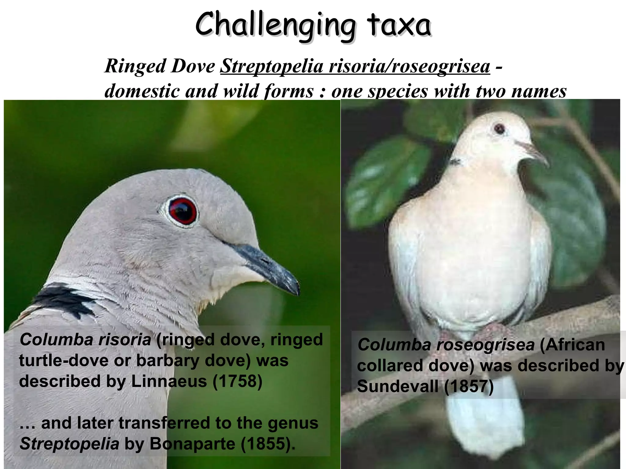 Challenging taxa Ringed Dove  Streptopelia risoria/roseogrisea   -  domestic and wild forms : one species with two names Columba risoria  (ringed dove, ringed turtle-dove or barbary dove) was described by Linnaeus (1758) …  and later transferred to the genus  Streptopelia  by Bonaparte (1855).  Columba roseogrisea  (African collared dove) was described by Sundevall (1857)  