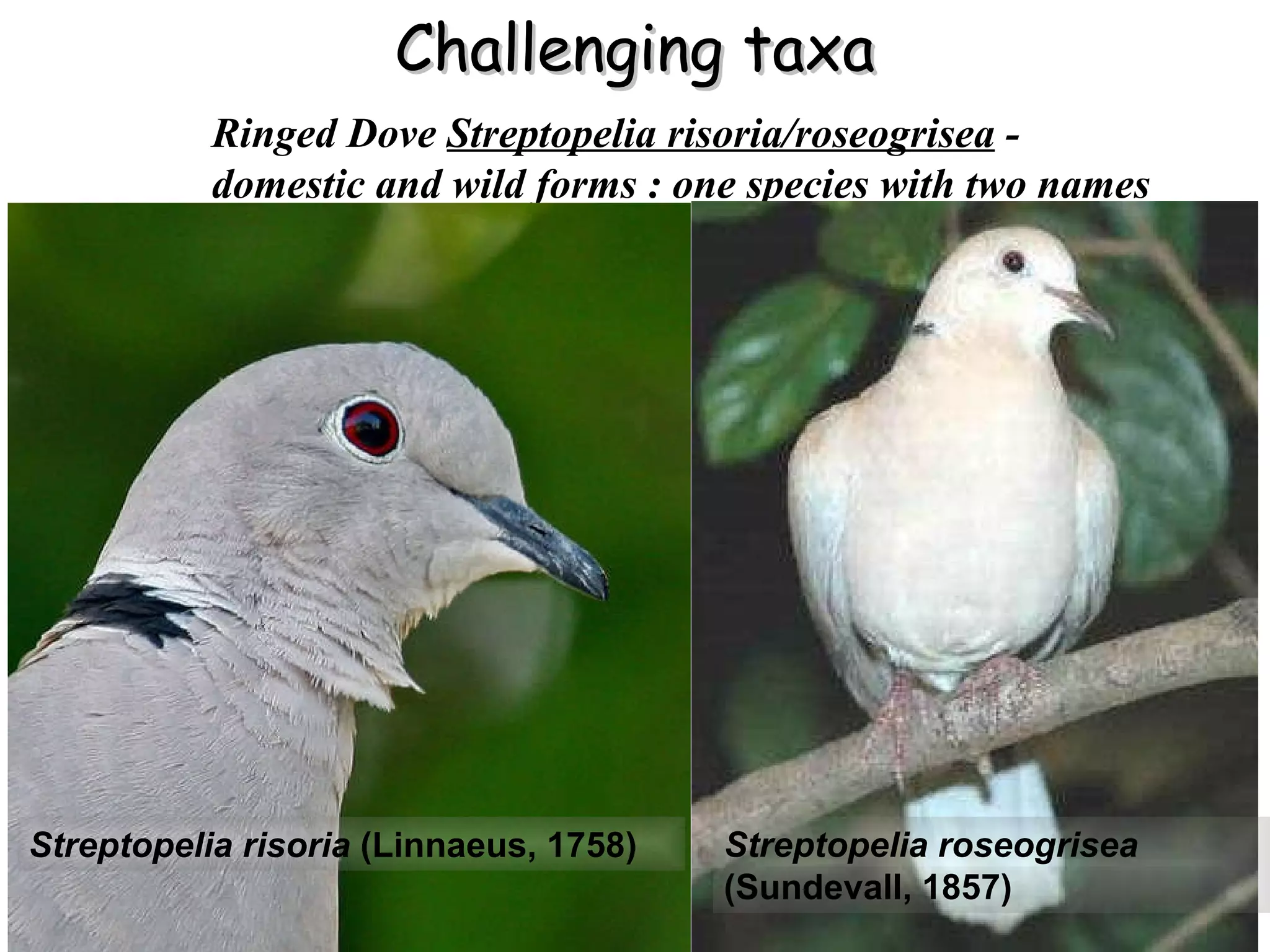 Challenging taxa Ringed Dove  Streptopelia risoria/roseogrisea   -  domestic and wild forms : one species with two names Streptopelia risoria  (Linnaeus, 1758) Streptopelia roseogrisea  (Sundevall, 1857)  