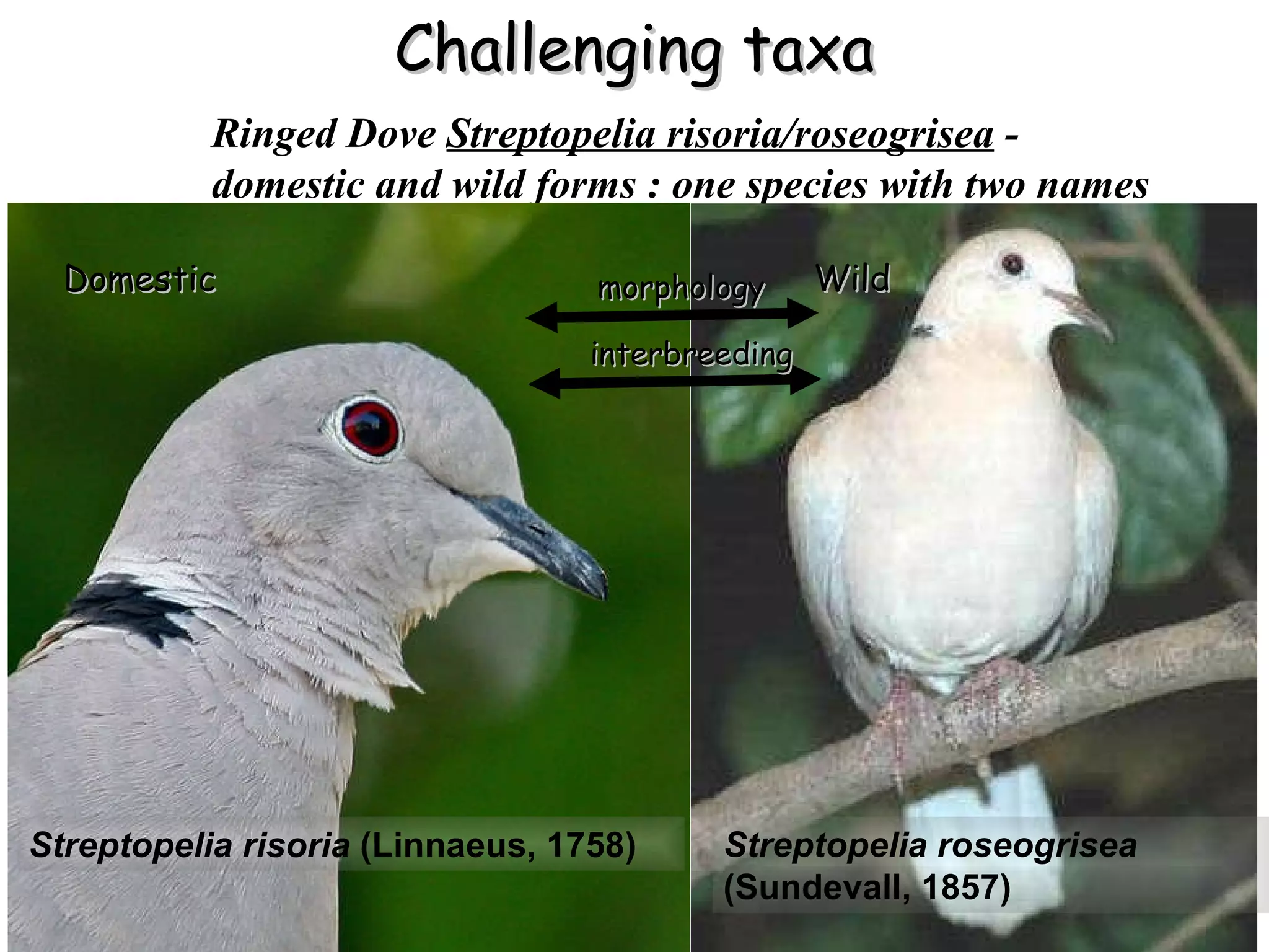 Challenging taxa Ringed Dove  Streptopelia risoria/roseogrisea   -  domestic and wild forms : one species with two names Streptopelia risoria  (Linnaeus, 1758) Streptopelia roseogrisea  (Sundevall, 1857)  Domestic Wild morphology interbreeding 