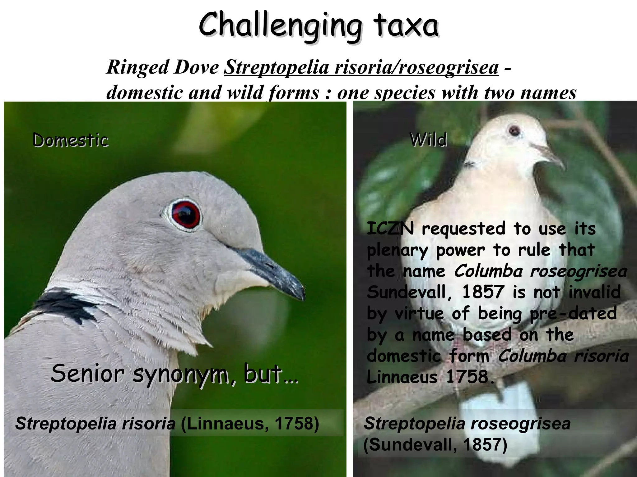 Challenging taxa Ringed Dove  Streptopelia risoria/roseogrisea   -  domestic and wild forms : one species with two names Streptopelia risoria  (Linnaeus, 1758) Streptopelia roseogrisea  (Sundevall, 1857)  Domestic Wild Senior synonym, but… ICZN requested to use its plenary power to rule that the name  Columba roseogrisea  Sundevall, 1857 is not invalid by virtue of being pre-dated by a name based on the domestic form  Columba risoria  Linnaeus 1758. 
