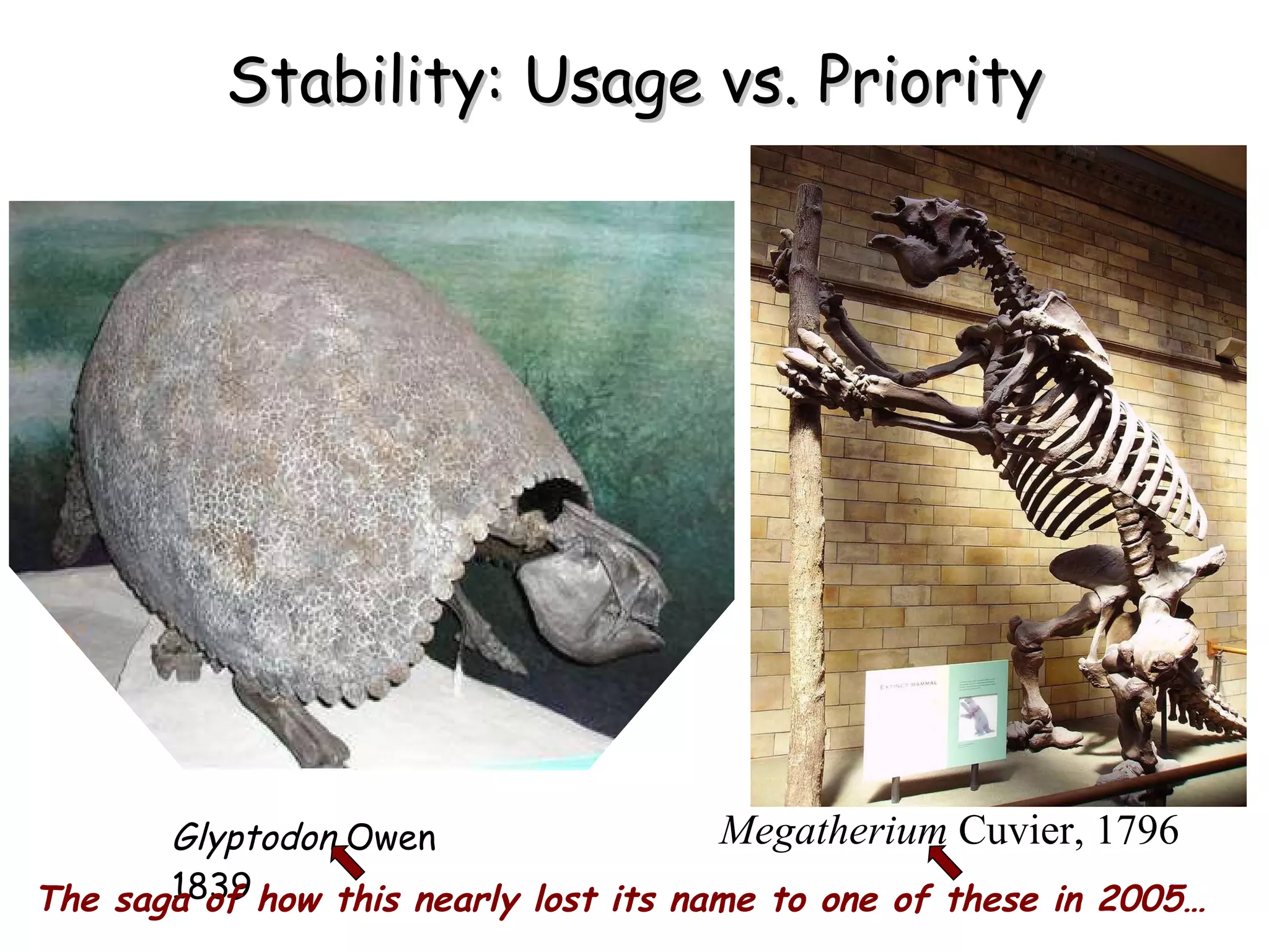 Glyptodon  Owen 1839 Megatherium  Cuvier, 1796 Stability: Usage vs. Priority The saga of how this nearly lost its name to one of these in 2005… 