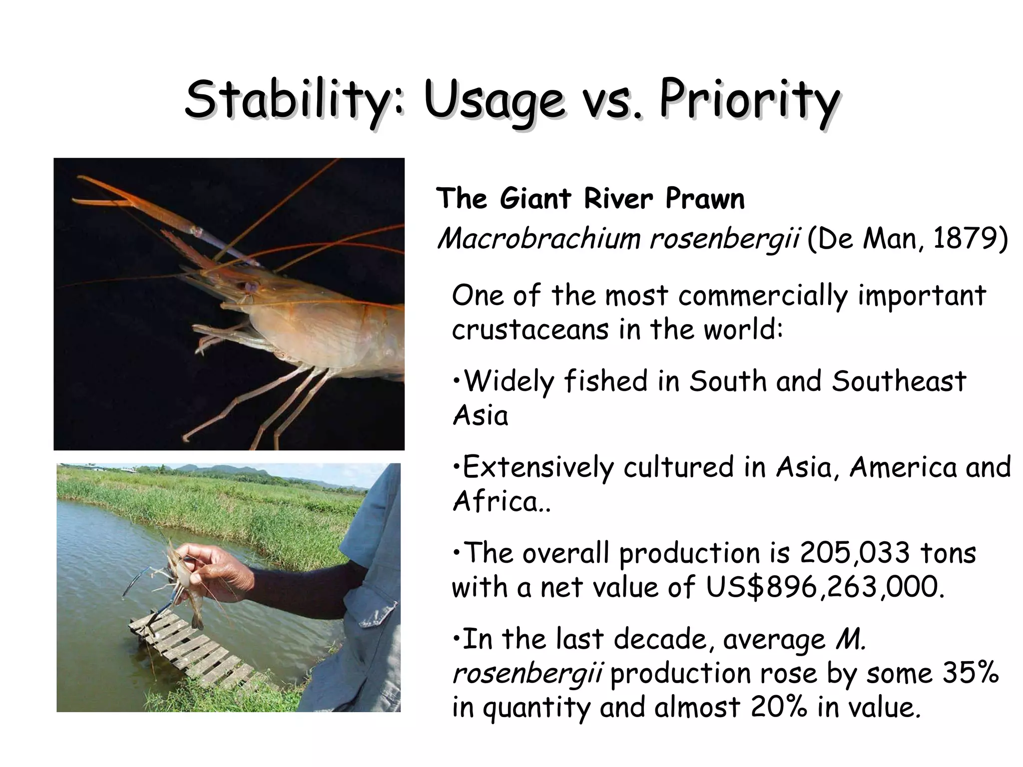 Stability: Usage vs. Priority The Giant River Prawn   Macrobrachium rosenbergii  (De Man, 1879)   One of the most commercially important crustaceans in the world: Widely fished in South and Southeast Asia Extensively cultured in Asia, America and Africa . .  The overall production is 205,033 tons with a net value of US$896,263,000. In the last decade, average  M. rosenbergii  production rose by some 35% in quantity and almost 20% in value . 