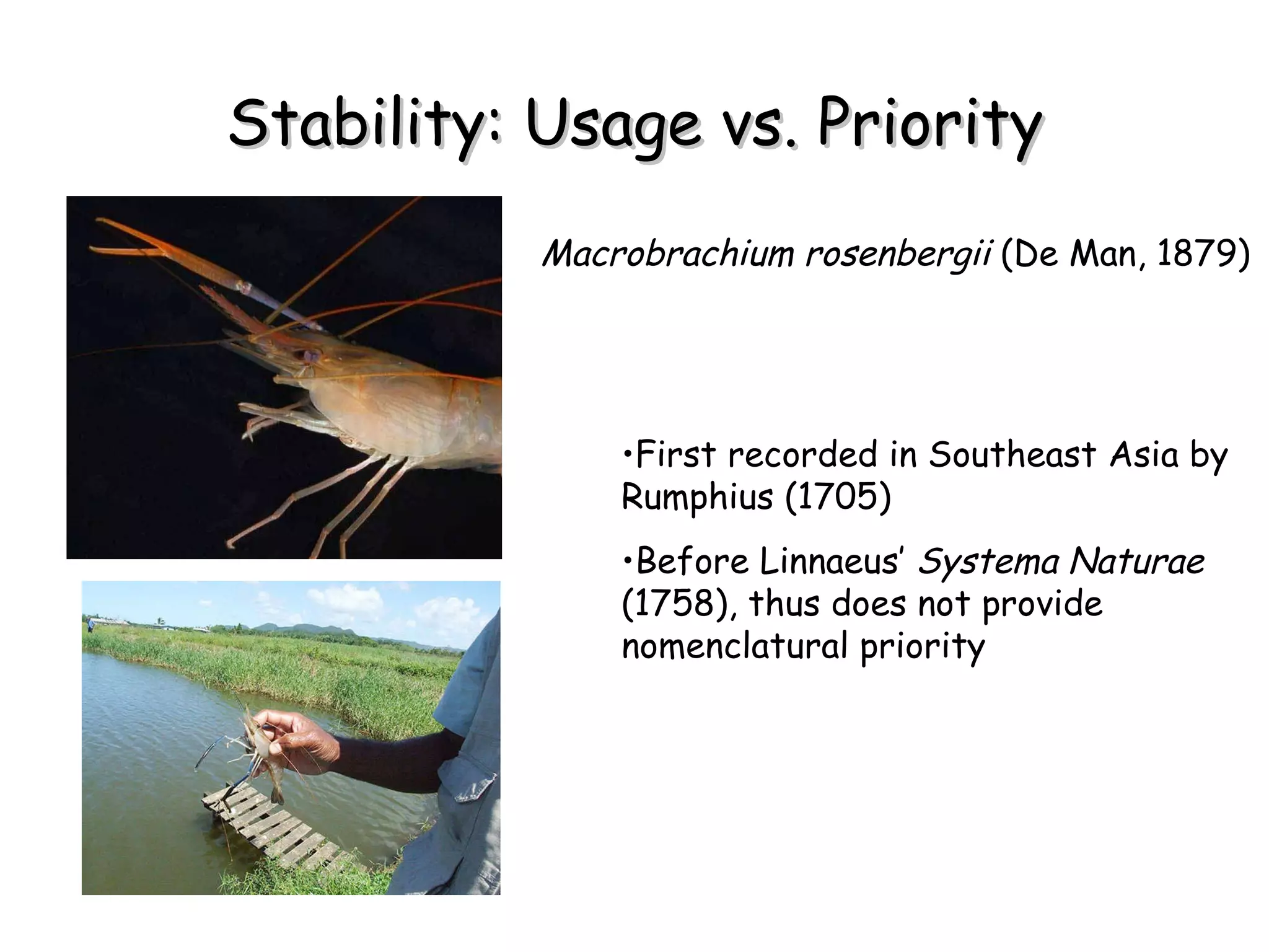 Stability: Usage vs. Priority First recorded in Southeast Asia by Rumphius (1705)  Before Linnaeus’  Systema Naturae  (1758), thus does not provide nomenclatural priority Macrobrachium rosenbergii  (De Man, 1879)   