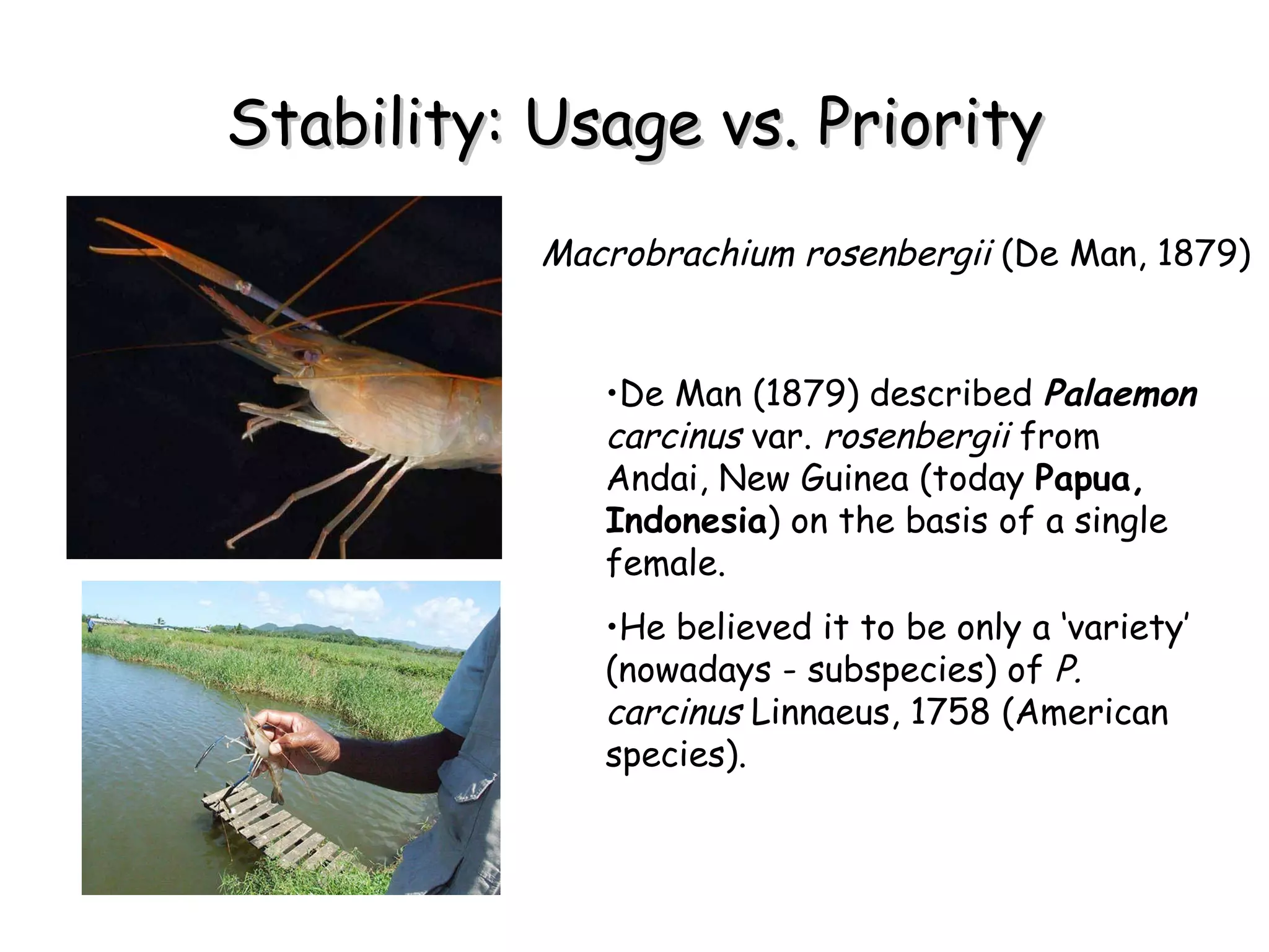 Stability: Usage vs. Priority De Man (1879) described  Palaemon  carcinus  var.  rosenbergii  from Andai, New Guinea (today  Papua, Indonesia ) on the basis of a single female.  He believed it to be only a ‘variety’ (nowadays - subspecies) of  P. carcinus  Linnaeus, 1758 (American species). Macrobrachium rosenbergii  (De Man, 1879)   