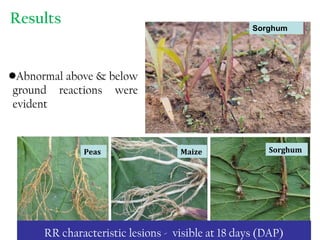 Results
•Abnormal above & below
ground reactions were
evident
Peas Maize Sorghum
Sorghum
RR characteristic lesions - visible at 18 days (DAP)
 