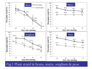 11Fig 1: Plant stand in beans, maize, sorghum & peas
Bean Maize
Sorghum Peas
 