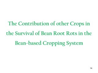The Contribution of other Crops in
the Survival of Bean Root Rots in the
Bean-based Cropping System
14
 