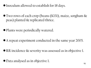 •Inoculum allowed to establish for 18 days.
•Two rows of each crop (beans (K131), maize, sorghum &
peas) planted & replicated thrice.
•Plants were periodically watered.
•A repeat experiment conducted in the same year 2005.
•RR incidence & severity was assessed as in objective 1.
•Data analysed as in objective 1.
16
 