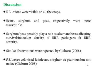 Discussion
• RR lesions were visible on all the crops.
• Beans, sorghum and peas, respectively were more
susceptible.
• Sorghum/peas possibly play a role as alternate hosts affecting
survival/inoculum density of BRR pathogens & BRR
severity.
• Similar observations were reported by Gichuru (2008)
• P. Ultimum colonised & infected sorghum & pea roots but not
maize (Gichuru 2008) 18
 