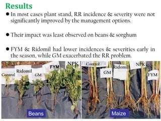 NPK
Results
• In most cases plant stand, RR incidence & severity were not
significantly improved by the management options.
• Their impact was least observed on beans & sorghum
• FYM & Ridomil had lower incidences & severities early in
the season, while GM exacerbated the RR problem.
23
Control
Ridomil
GM
FYM
FYM
GM
Ridomil
NPKControl
Beans Maize
 