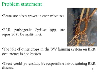 3
Problem statement
•Beans are often grown in crop mixtures
•BRR pathogenic Pythium spp. are
reported to be multi-host.
•The role of other crops in the SW farming system on BRR
occurrence is not known.
•These could potentially be responsible for sustaining BRR
disease.
 