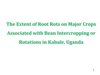 The Extent of Root Rots on Major Crops
Associated with Bean Intercropping or
Rotations in Kabale, Uganda
7
 