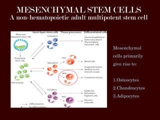 Immunomodulatory properties of Mesenchymal Stem Cells | PPT