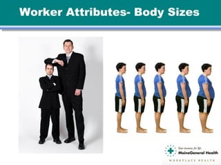 Worker Attributes- Body Sizes
 