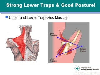 Strong Lower Traps & Good Posture!
Upper and Lower Trapezius Muscles
 