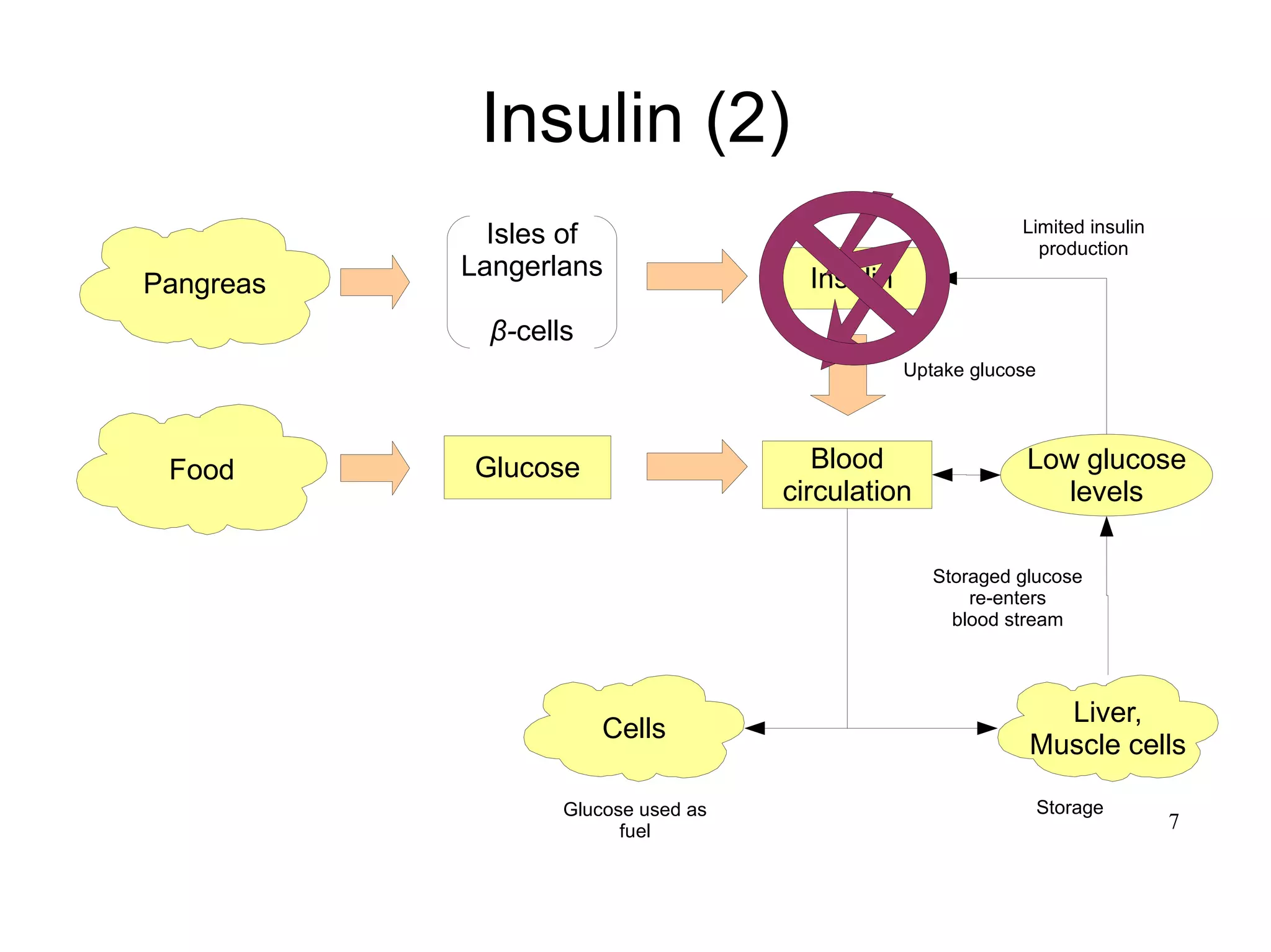 7
Insulin (2)
Pangreas Insulin
Isles of
Langerlans
β-cells
Food Glucose
Uptake glucose
Cells
Liver,
Muscle cells
Glucose used as
fuel
Storage
Blood
circulation
Limited insulin
production
Storaged glucose
re-enters
blood stream
Low glucose
levels
 