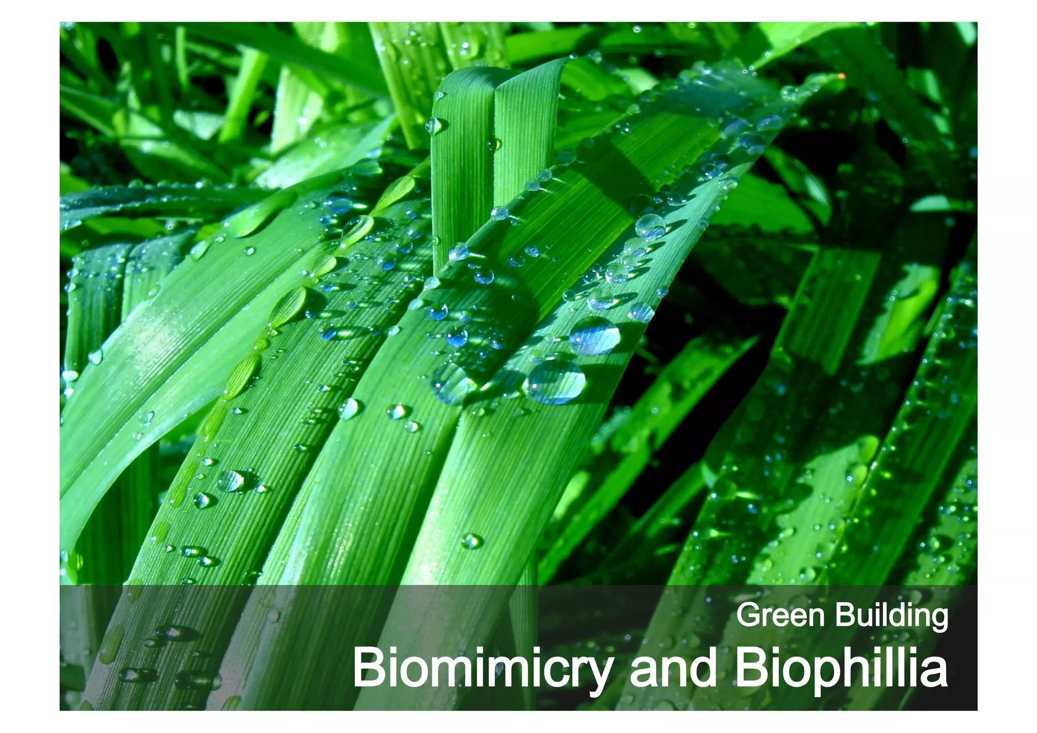 Green Building

Biomimicry and Biophillia

 