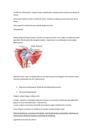 Tendão do subescapular: rotação media, estabilizando o deslocamento anterior da cabeça do
úmero.
Fossa supra espinha vai dá no tubérculo maior. Sustenta a cabeça do úmero para ela não se
elevar.
Sulco espinhal: importante para adução da glenoumeral
Infraespinhal:
Cabeça longa do bíceps braquial: penetra na capsula articular, tem origem no tubérculo supra
glenoidal. Não faz parte do manguito rotador. Importante na estabilização da articulação
glenoumeral.
Redondo maior: ação na rotação lateral, mas não faz parte do manguito nem funciona como
músculo estabilizador da artic. Glenoumeral
 Musculo coracobraquial: flexão da articulação glenoumeral.
 Musculo bícepsbraquial:
Origens: cabeça longa e cabeça curta
C longa – penetra a articulação (capsula articular) e se articula no tubérculo supra glenoidal.
(passa no sulco intertubercular) – lateralmente
c curta: origem no processo coracoide da escapula e segue medialmente no braço.
Essas cabeças se juntam e o tendão tem inserção na tuberosidade radial.
Músculo biarticular: cruza duas articulações. Tem função de duas articulações. Flexao da art.
Glenoumeral, flexão do cotovelo e supinação do antebraço.
Ligamento transverso do úmero
 