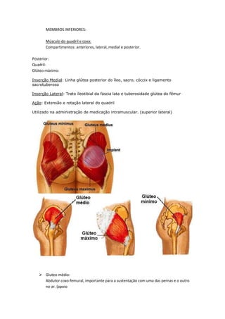MEMBROS INFERIORES:
Músculo do quadril e coxa:
Compartimentos: anteriores, lateral, medial e posterior.
Posterior:
Quadril-
Glúteo máximo:
Inserção Medial: Linha glútea posterior do íleo, sacro, cóccix e ligamento
sacrotuberoso
Inserção Lateral: Trato íleotibial da fáscia lata e tuberosidade glútea do fêmur
Ação: Extensão e rotação lateral do quadril
Utilizado na administração de medicação intramuscular. (superior lateral)
 Gluteo médio:
Abdutor coxo-femural, importante para a sustentação com uma das pernas e o outro
no ar. (apoio
 