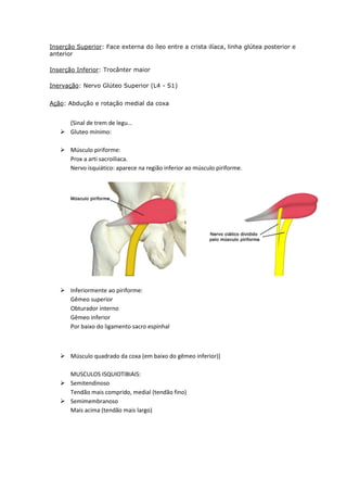 Inserção Superior: Face externa do íleo entre a crista ilíaca, linha glútea posterior e
anterior
Inserção Inferior: Trocânter maior
Inervação: Nervo Glúteo Superior (L4 - S1)
Ação: Abdução e rotação medial da coxa
(Sinal de trem de legu...
 Gluteo mínimo:
 Músculo piriforme:
Prox a arti sacroiliaca.
Nervo isquiático: aparece na região inferior ao músculo piriforme.
 Inferiormente ao piriforme:
Gêmeo superior
Obturador interno
Gêmeo inferior
Por baixo do ligamento sacro espinhal
 Músculo quadrado da coxa (em baixo do gêmeo inferior)]
MUSCULOS ISQUIOTIBIAIS:
 Semitendinoso
Tendão mais comprido, medial (tendão fino)
 Semimembranoso
Mais acima (tendão mais largo)
 