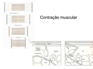 Contração muscular 