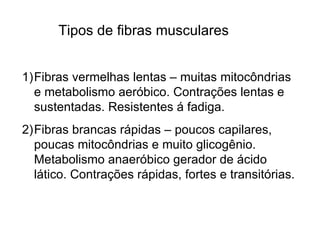 Tipos de fibras musculares Fibras vermelhas lentas – muitas mitocôndrias e metabolismo aeróbico. Contrações lentas e sustentadas. Resistentes á fadiga. Fibras brancas rápidas – poucos capilares, poucas mitocôndrias e muito glicogênio. Metabolismo anaeróbico gerador de ácido lático. Contrações rápidas, fortes e transitórias. 