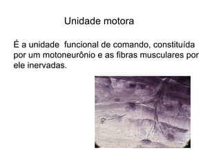 Unidade motora É a unidade  funcional de comando, constituída por um motoneurônio e as fibras musculares por ele inervadas. 