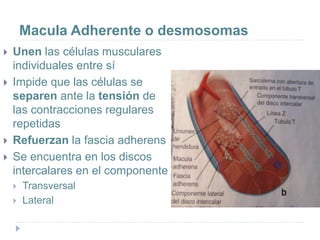Macula Adherente o desmosomas
 Unen las células musculares
individuales entre sí
 Impide que las células se
separen ante la tensión de
las contracciones regulares
repetidas
 Refuerzan la fascia adherens
 Se encuentra en los discos
intercalares en el componente
 Transversal
 Lateral
 