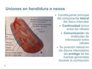 Uniones en hendidura o nexos
 Constituyente principal
del componente lateral
del disco intercalar
 Continuidad iónica
entre las células
 Comunicación de
moléculas de
información entre
células
 Su posición lateral en
los discos intercalares
las protege de las
fuerzas generadas
durante la contracción
 