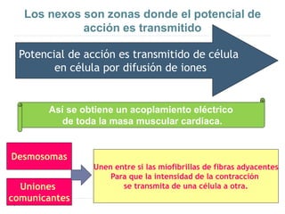 Los nexos son zonas donde el potencial de
acción es transmitido
Potencial de acción es transmitido de célula
en célula por difusión de iones
Así se obtiene un acoplamiento eléctrico
de toda la masa muscular cardíaca.
Unen entre si las miofibrillas de fibras adyacentes
Para que la intensidad de la contracción
se transmita de una célula a otra.
Desmosomas
Uniones
comunicantes
 