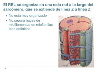 El REL se organiza en una sola red a lo largo del
sarcómero, que se extiende de línea Z a línea Z
 No está muy organizado
 No separa haces de
miofilamentos en miofibrillas
bien definidas
 