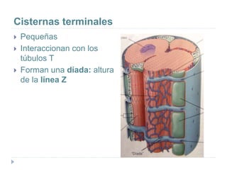 Cisternas terminales
 Pequeñas
 Interaccionan con los
túbulos T
 Forman una díada: altura
de la línea Z
 