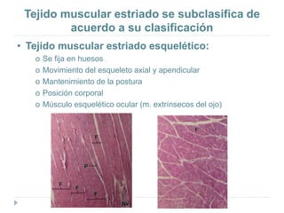Tejido muscular estriado se subclasifica de
acuerdo a su clasificación
• Tejido muscular estriado esquelético:
o Se fija en huesos
o Movimiento del esqueleto axial y apendicular
o Mantenimiento de la postura
o Posición corporal
o Músculo esquelético ocular (m. extrínsecos del ojo)
 
