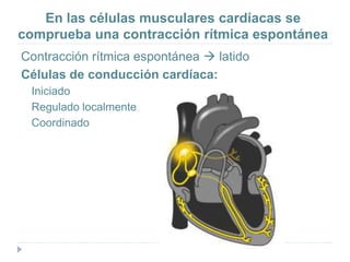 En las células musculares cardíacas se
comprueba una contracción rítmica espontánea
Contracción rítmica espontánea  latido
Células de conducción cardíaca:
Iniciado
Regulado localmente
Coordinado
 