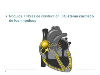  Nódulos + fibras de conducción Sistema cardíaco
de los impulsos
 