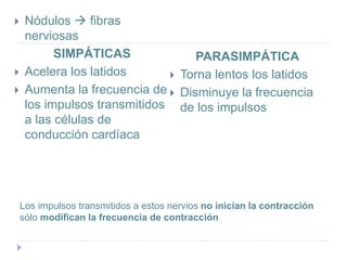 Los impulsos transmitidos a estos nervios no inician la contracción
sólo modifican la frecuencia de contracción
 Nódulos  fibras
nerviosas
SIMPÁTICAS
 Acelera los latidos
 Aumenta la frecuencia de
los impulsos transmitidos
a las células de
conducción cardíaca
PARASIMPÁTICA
 Torna lentos los latidos
 Disminuye la frecuencia
de los impulsos
 