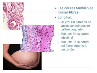 Las células también se
llaman fibras
 Longitud:
 20 µm: En paredes de
vasos sanguíneos de
calibre pequeño
 200 µm: En la pared
intestinal
 500 µm: En la pared
del útero durante la
gestación
 