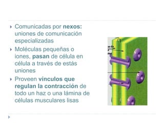  Comunicadas por nexos:
uniones de comunicación
especializadas
 Moléculas pequeñas o
iones, pasan de célula en
célula a través de estás
uniones
 Proveen vínculos que
regulan la contracción de
todo un haz o una lámina de
células musculares lisas
 